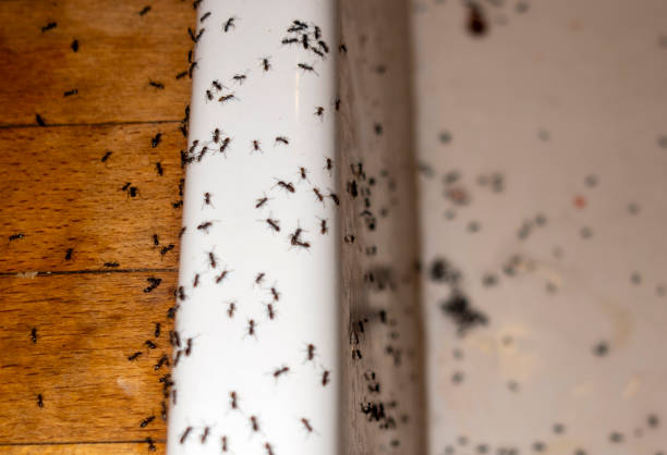 Best Affordable Pest Control Services  in Marcus, IA