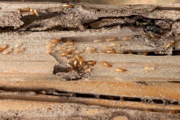 Best Wasp Removal Services  in Marcus, IA